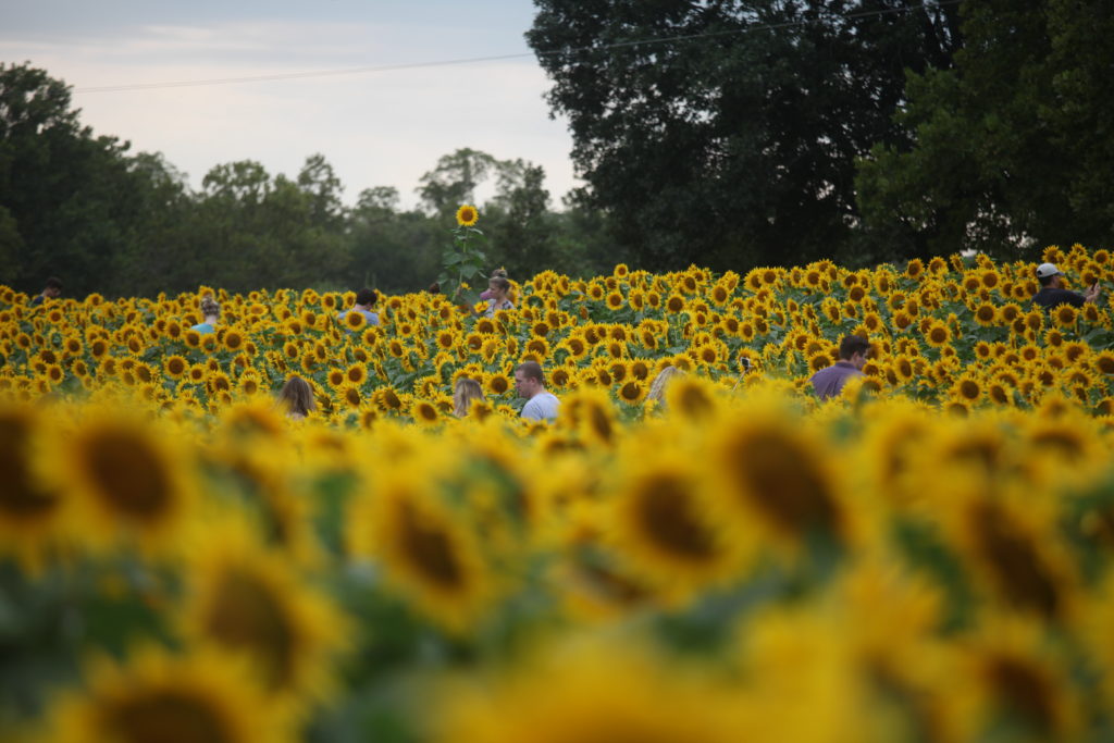 A sunflower’s impact Grinter Farms sees thousands of visitors to